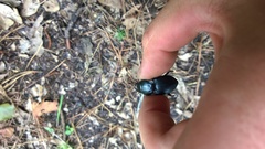 Pasimachus punctulatus