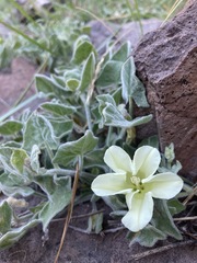 Calystegia malacophylla