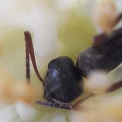 Camponotus herculeanus