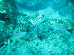 Haemulon maculicauda