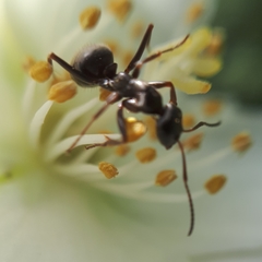 Camponotus herculeanus