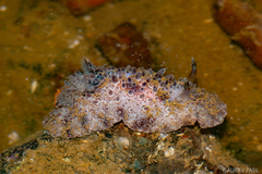 Carminodoris