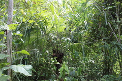 Astrocaryum mexicanum