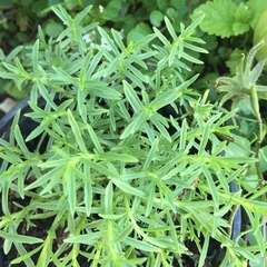 Mentha cervina