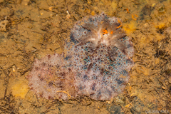 Carminodoris
