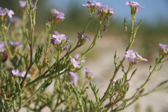 Cakile maritima euxina