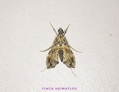 Rhectosemia