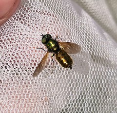 Chloromyia