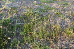 Poa arctica
