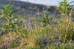 Festuca viviparoidea