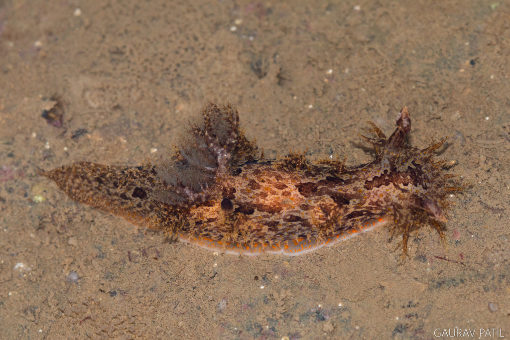 Hairy leopard nudibranch