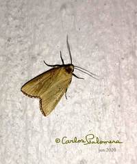Marimatha nigrofimbria