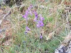Linaria elegans