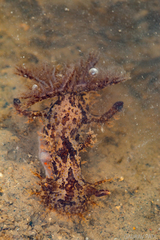 Plocamopherus ceylonicus