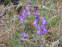 Linaria elegans