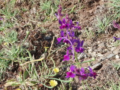 Linaria elegans