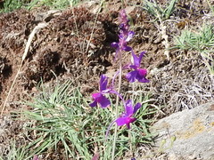 Linaria elegans