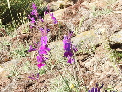 Linaria elegans