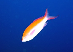 Nemanthias bicolor