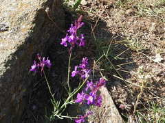 Linaria elegans