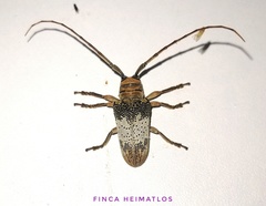 Oncideres multicincta