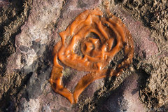 Plocamopherus ceylonicus