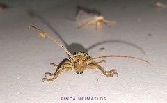 Oncideres multicincta