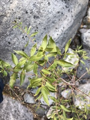 Maytenus boaria