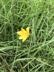 Zephyranthes tubispatha