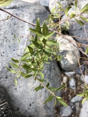 Maytenus boaria