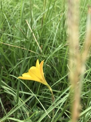 Zephyranthes tubispatha