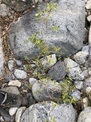 Maytenus boaria