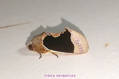 Gonodonta milla