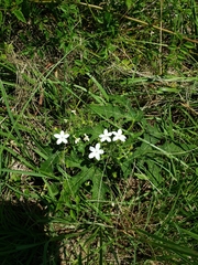 Cnidoscolus stimulosus