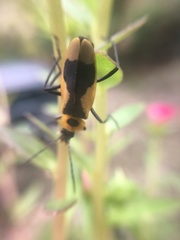 Chauliognathus distinguendus