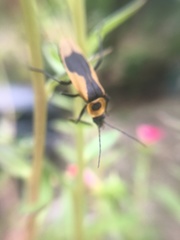 Chauliognathus distinguendus