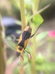 Chauliognathus distinguendus