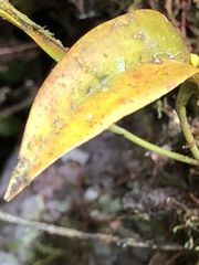 Pleurothallis dibolia