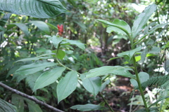 Costus pulverulentus