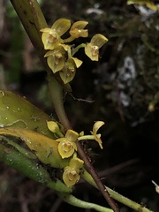Pleurothallis dibolia