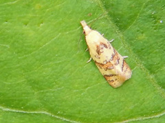 Phtheochroa vitellinana