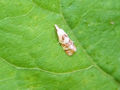 Phtheochroa vitellinana