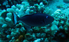 Xanthichthys auromarginatus
