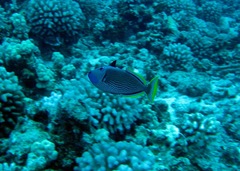 Xanthichthys auromarginatus