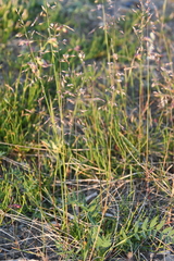 Poa arctica