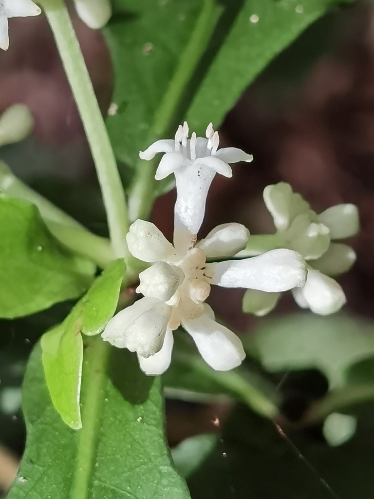 Psychotria subsessilis