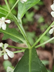 Psychotria subsessilis