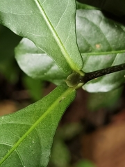 Psychotria subsessilis