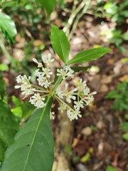 Psychotria subsessilis