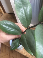 Zamioculcas